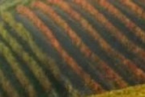 Piano regolatore per la conservazione dei territori vinicoli e redditività economica delle cantine da tutelare: come mettere insieme questi due aspetti? Il pensiero di Attilia Peano, architetto e ordinario di Urbanistica al Politecnico di Torino