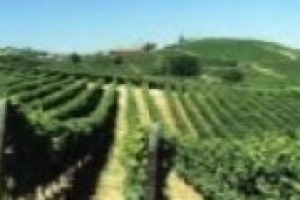 Tenimenti Angelini è un gruppo in espansione che, nelle parole del suo direttore generale, Vincenzo Leombruno, punta a rafforzarsi, oltre che con nuove acquisizioni, anche con investimenti in immagine come la ‘‘Cantina di Miss Italia’’ 2009