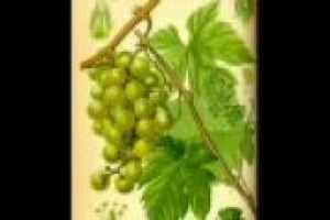 ‘‘L’Italia ha una generosa dote di vitigni da parte di etruschi, greci e latini - spiega a Winenews.tv l’agronomo Vasco Boatto - ma anche gli altri Paesi, in particolare la Francia, hanno vitigni autoctoni che sono vere e proprie storie di successo’’