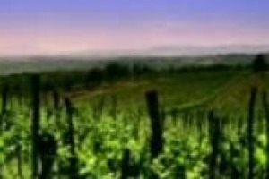 Agricoltura e credito, un rapporto da sempre delicato. Ma c’è chi ci crede, e inizia a valutare più i progetti d’impresa agricola che le garanzie di immobili e terreni. La parola a Tiziano Sborgi, responsabile ‘‘Agriventure’’ di Intesa San Paolo