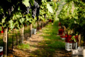 La sostenibilità del processo produttivo del vino certificata, per la prima volta in Italia, da un Consorzio di tutela: ecco il marchio “Riduci Risparmia Rispetta” del Consorzio Tutela Vini Valpolicella, nelle parole dell’agronomo Renzo Caobelli