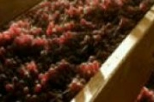 Amarone, un successo che arriva dall’estero, dove finisce l’80% della produzione: a WineNews Emilio Pedron (Bertani), Carlotta Pasqua (Cantine Pasqua), Arianna Zanatta (Villabella), Andrea Sartori (Sartori) e Luciano Begnoni (Santa Sofia)