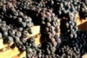 L’Amarone della Valpolicella, per il 90% della sua produzione, finisce sui mercati stranieri. Ma perché piace così tanto all’estero? Lo abbiamo chiesto a cantine grandi e piccole, come Massimago, Pasqua, Santa Sofia, Gruppo Italiano Vini e Scriani