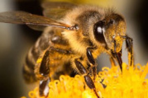 Produzione di miele in crisi in Italia, con tagli anche dell’80%, e il segnale di una catastrofe imminente: parla Francesco Panella, portavoce Unaapi. “Quello che le api ci “ronzano” è che se non cogliamo certi messaggi sarà un disastro per tutti”