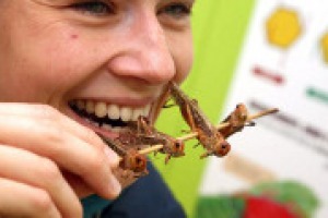 Ecco “A tavola con gli insetti”, un libro che nasce “dal dibattito sull’alimentazione che accompagna l’Expo, compresi gli insetti, analizzati da ogni punto di vista, alimentare e sociale”. Come racconta a WineNews uno dei due autori, Giovanni Sogari