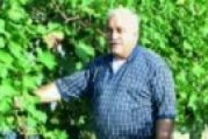 ‘‘La presenza massiccia delle aziende italiane a Vinexpo è testimonianza dei mille aspetti della viticoltura del Belpaese, anche se si procede in ordine sparso e non si coglie l’unità nella diversità’’. Così a WineNews il professor Attilio Scienza