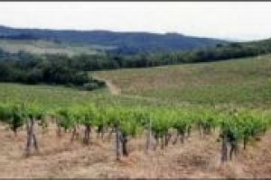 La bozza di riforma dell'Ocm vino per l'Italia è molto negativa: è l'opinione di Nicola Dante Basile, firma de Il Sole 24 Ore e osservatore del mondo del vino italiano e internazionale