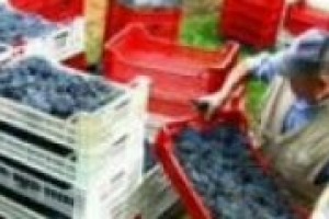 Vendemmia 2009, dall’aspetto agricolo a quello economico. Parlano Michele Bernetti, al timone di Umani Ronchi, azienda tra le più importati d’Italia, e Diego Planeta autore del rinascimento enologico siciliano, presidente della siciliana Settesoli