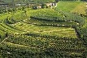 Valpolicella tra presente e futuro: lo stato dell’arte del territorio raccontato a WineNews da Olga Bussinello, direttrice del Consorzio Vini della Valpolicella, le prospettive e gli obiettivi del domani spiegate dal presidente Christian Marchesin