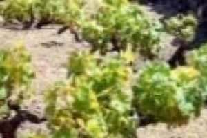 La vite ad alberello di Pantelleria candidata a patrimonio Unesco. Dario Cartabellotta, direttore dell’Istituto Vite Vino della Regione Siciliana: ‘‘un percorso che testimonia come il vino sia davvero un prodotto culturale’’
