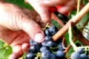 La vendemmia come sostegno economico per chi ha difficoltà lavorative: l’esperienza di Paolo Gullo, cassaintegrato che in Franciacorta ha preso parte ad uno dei lavori agricoli più radicati nella tradizione italiana: “lo rifarei sicuramente”