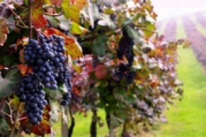 Nuovo regime delle autorizzazioni d'impianto, anno uno: problematiche e opportunità fra ricambio nei vigneti, rigidità europee e necessità di governare le richieste. Ai microfoni di WineNews Paolo Castelletti, Segretario Generale Unione Italiana Vini