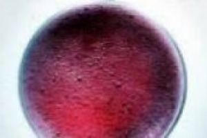 Lambrusco, vino amato in “patria”, ma spesso snobbato nel resto d’Italia e del mondo, difficilmente sui tavoli dei ristoranti. “Ma le cose stanno cambiando”... A dirlo è Sandro Cavicchioli, nome cult del Lambrusco