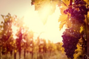 Il cambiamento climatico e gli impatti sulla viticultura mondiale al centro di Wine2Wine, con le parole di Luigi Mariani (climatologo Università di Milano), Attilio Scienza, Nathalie Ollat (Università di Bordeaux) e Riccardo Cotarella