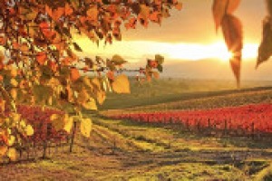 Caldo e siccità fanno gridare all’emergenza idrica, ma il cambiamento climatico è ormai in atto, ed anche in agricoltura bisogna prendere provvedimenti in maniera strutturale. A WineNews le parole del climatologo Luigi Mariani (Università di Milano)