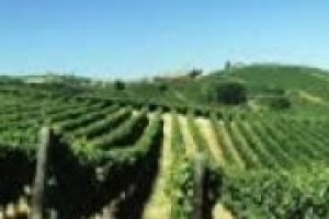 Vigneto vuol dire produzione, estetica, ma anche ambiente. Ecco perché chi si cura degli impianti guarda sempre più all’impatto ecologico delle colture. Ce lo spiega Rosario di Lorenzo, docente di Coltivazioni Arboree (Università di Palermo)