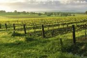 “Il consumatore vuole conoscere il prodotto che consuma e vuole che il produttore coltivi le piante in un ambiente salubre. Non solo ecosostenibile, ma anche rispettoso della microflora e microfauna”. A dirlo Diego Tomasi del Crea Vit Conegliano