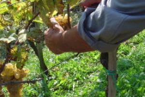 Nulla è perduto, ma parlare di grande annata, salvo rarissime eccezioni, è pressoché impossibile per vendemmia 2014 del Belpaese. A dirlo gli enologi Riccardo Cotarella, Carlo Ferrini, Roberto Cipresso, Valentino Ciarla e Giuseppe Caviola