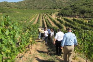 Enoturismo in Italia, fenomeno da 2,5 miliardi di euro all’anno, ma con tante potenzialità ancora inespresse: a WineNews Giuseppe Festa (Università di Salerno) Floriano Zambon (Città del Vino) e Carlo Pietrasanta (Movimento Turismo del Vino)