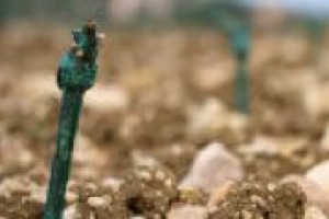 Novità nel vigneto Italia: in arrivo nuove varietà di vite per uva da vino e da tavola ‘‘resistenti’’ a malattia come peronospora e oidio. Le parole di Eugenio Sartori, alla guida di Vivai Cooperativi Rauscedo, leader mondiale delle barbatelle