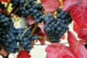 Il mondo del vino italiano ha tutte le opportunità e potenzialità per proporsi come terreno avanzato di sperimentazione ed innovazione. Ma è proprio così? A WineNews il segretario generale della Fondazione per le eccellenze italiane, Fabio Renzi