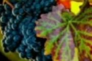 ‘‘Le famiglie dell’Amarone d’arte’’ unite perché il grande rosso della Valpolicella rimanga un vino ‘‘caro e raro’’. La filosofia e i progetti dell’associazione nelle parole del presidente, Sandro Boscaini, e di Nadia Zenato