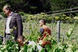 Piantato a Gorgona il secondo ettaro di vigna: raddoppia il progetto voluto da Marchesi di Frescobaldi con il carcere dell’Isola: un programma di rieducazione dei detenuti, per un futuro reinserimento nella società. A Winenews Lamberto Frescobaldi