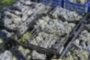 Il valore delle uve? ‘‘La differenziazione del prezzo della materia prima farà la differenza nei prossimi anni. Ci sono strumenti vecchi e nuovi per valutarla, ma c’è poca ricerca’’. Parola di Vincenzo Gerbi dell’Università di Torino