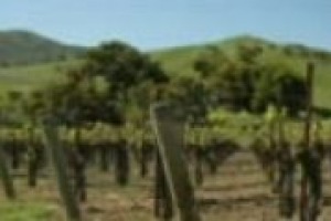 Lo stato di salute di un settore si vede anche dagli investimenti che si fanno: per capire come sta il mondo enoico, abbiamo raccolto il parere di Giancarlo Spezia di Tecnovit e di Stefano Zocca, direttore commerciale di Valente Pali