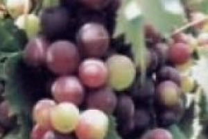 Quando Storia e vino s’incontrano: ‘Istoria delle viti che si coltivano nella Toscana’ tra 1600 e 1700 del botanico Pier Antonio Micheli. A WineNews.TV le parole di Roberto Scalacchi, curatore della nuova edizione insieme a Daniele Vergari