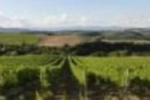 Dentro al progetto Magis, per una viticoltura più sostenibile: parola a Giovanni Arcangeli di Bayer CropScience, promotrice del progetto, e ad alcune delle cantine protagonista: Castello di Cigognola, Conti Zecca, Fazi Battaglia e Montresor