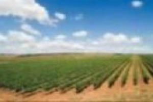 Quando l’Italia del vino esporta non solo bottiglie, ma idee di successo: il caso del progetto di viticoltura sostenibile ‘‘Magis’’ nelle parole del professor Attilio Scienza (Università di Milano) e Massimo Tuzzi (direttore export di Zonin)