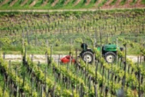 Il progetto Magis diventa pratica, con il ‘‘Manuale di Sostenibilità’’. A WineNews le testimonianze di 4 cantine che hanno aderito al progetto sin dall’inizio: Arcipelago Muratori, Conti Zecca, Agricola San Felice e Bepin De Eto