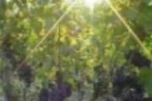 Che estate aspetta i vignaioli d’Italia? Le previsioni (con riserva) di Giampiero Maracchi, direttore dell’Istituto di Biometeorologia del Cnr: ‘‘sempre più ondate di calore, ma la vite cerca acqua in profondità e non dovrebbero esserci problemi’’