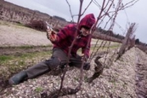 I preparatori d’Uva Marco Simonit e Pierpaolo Sirch sono i primi “non francesi” alla corte di Chateau D’Yquem, uno dei vini mito nel mondo. In cosa consiste esattamente la consulenza fatta in Francia, lo spiega a Winenews Marco Simonit