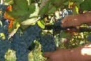 ‘‘Le prime previsioni per la vendemmia 2011, potrebbero essere riviste al ribasso sotto gli aspetti qualitativo e quantitativo dopo il caldo di delle ultime due settimane’’. Così, a WineNews, Giuseppe Martelli, presidente Assoenologi