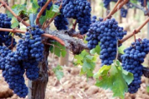 Sagrantino, il segreto è nel tannino, che per tipologia e concentrazione, rende unico al mondo il vitigno e ed il vino principe di Montefalco. A WineNews lo spiega Fulvio Mattivi, della Fondazione Edmund Mach di San Michele all’Adige