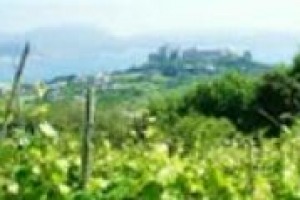 Tra i tanti territori del vino italiano, si stanno imponendo quelli di origine vulcanica, dall’Etna al Vesuvio, passando per i Campi Flegrei, di cui abbiamo parlato con Antonella Monaco del Centro Museale delle Scienze Agrarie di Portici
