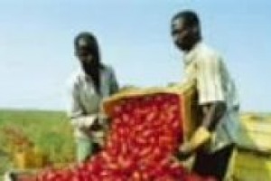 Tra le tante cose che stanno cambiando in agricoltura, c'è anche un inasprimento delle pene per gli imprenditori agricoli che sfruttano la manodopera in nero. Come funziona? Lo spiega a WineNews l'avvocato Michele Morriello dello Studio Giuri