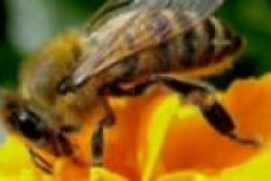 ‘‘Senza api non c’è futuro’’: è il messaggio, allarmante, che arriva dal presidente degli apicoltori italiani, Francesco Panella, che a WineNews racconta come nel corso del XXI secolo siano a rischio il 25% degli insetti del pianeta