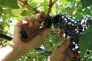 Nonostante la crisi, tra i filari, 1 lavoratore su 4 è straniero, ma la situazione cambia quando guardiamo alle tante professionalità “enoiche”. A descrivere la situazione dei lavori legati al vino in Italia il direttore di WineJob, Andrea Pecchioni