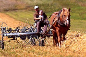 La riscoperta dei contadini veri, quelli che il processo di industrializzazione dell’agricoltura “sta facendo sparire”, la dimensione sacrale del lavoro agricolo, l’agricoltura come “scuola di liberazione”: parla la “pasionaria” Silvia-Pérez Vitoria