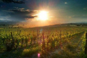 L’unione fa la forza: Donatella Cinelli Colombini (Orcia), Pier Meletti Cavallari (Costa Toscana-Elba), Realmo Cavalieri (Carmignano) Giuseppe Mantellassi (Morellino di Scansano), Anna Lisa Rossi (Val di Cornia), Luca Sanjust (Valdarno di Sopra)