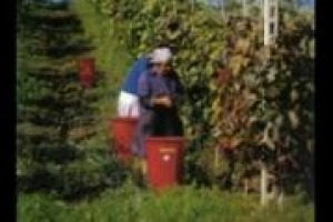 Vendemmia anticipata, italiani in vacanza, ma il raccolto è salvo con la manodopera qualificata straniera. L'esperienza della cantina marchigiana Umani Ronchi raccontata dell'agronomo Luigi Piersanti Vendemmia anticipata, italiani in vacanza, ma il raccolto è salvo con la manodopera qualificata straniera. L'esperienza della cantina marchigiana Umani Ronchi raccontata dell'agronomo Luigi Piersanti