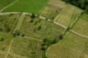 Il rapporto tra l’offerta e la domanda di vino è ad un punto critico. Per l’equilibrio del mercato è fondamentale non aumentare la superficie vitata mondiale e le rese. L’analisi di Eugenio Pomarici, docente di Economia Agraria (Università di Napoli)