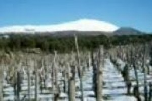 Tasca d’Almerita, Graci, Benanti, Tenuta di Fessina, Barone Villagrande e Cottanera: il top dell’enologia siciliana ha scelto di puntare sull’Etna. Ma cosa rende questo territorio tanto straordinario? La parola ai produttori