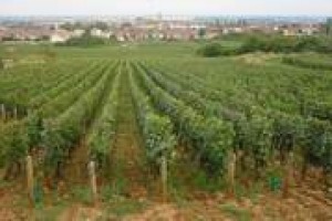 La ricerca diventa anche un’operazione di marketing … La sperimentazione in vigna quale valore aggiunto può portare al mercato dei vini? Lo abbiamo chiesto ai professori Diego Begalli, Angelo Spena e Maurizio Boselli dell’Università di Verona