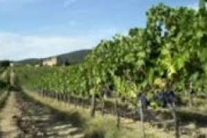 Geologia e chimica per tracciare la provenienza di un vino analizzando terreni e ‘bottiglie’: è questo l'obiettivo di un progetto dell'Università di Ferrara e dell'Enea di Bologna