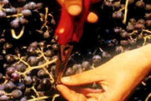 Voci dalle vigne: meno preoccupazione del previsto sul fronte della qualità per la vendemmia 2014. Lo spiegano Antonio Rallo (Donnafugata), Ernesto Abbona (Marchesi di Barolo), Michele Bernetti (Umani Ronchi) ed Enrico Viglierchio (Castello Banfi)