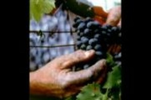 Rita Vignani (Università di Siena) - Genoma vite: importante punto di partenza, ma nell'immediato cambierà poco